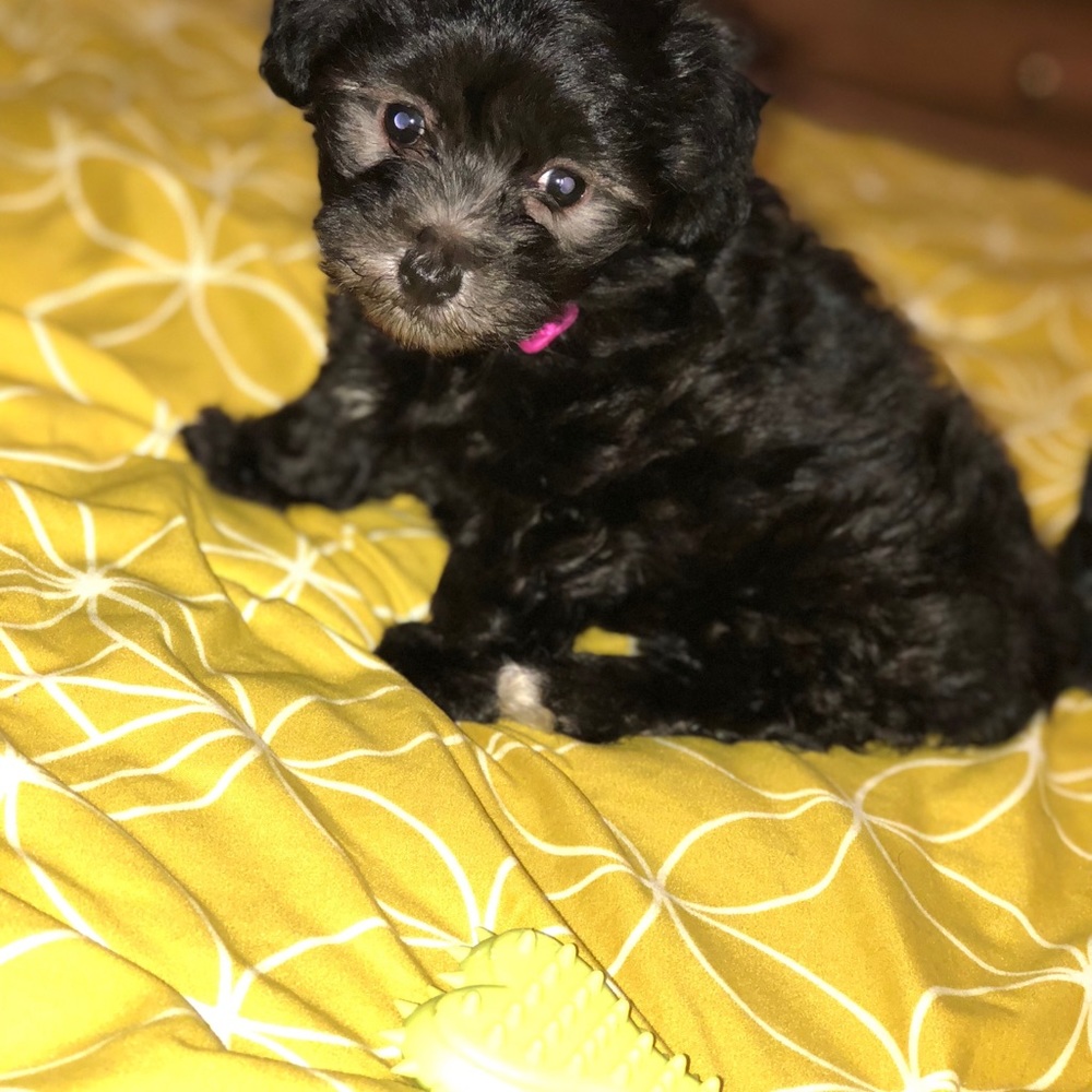 Meet your Posher, Tammie